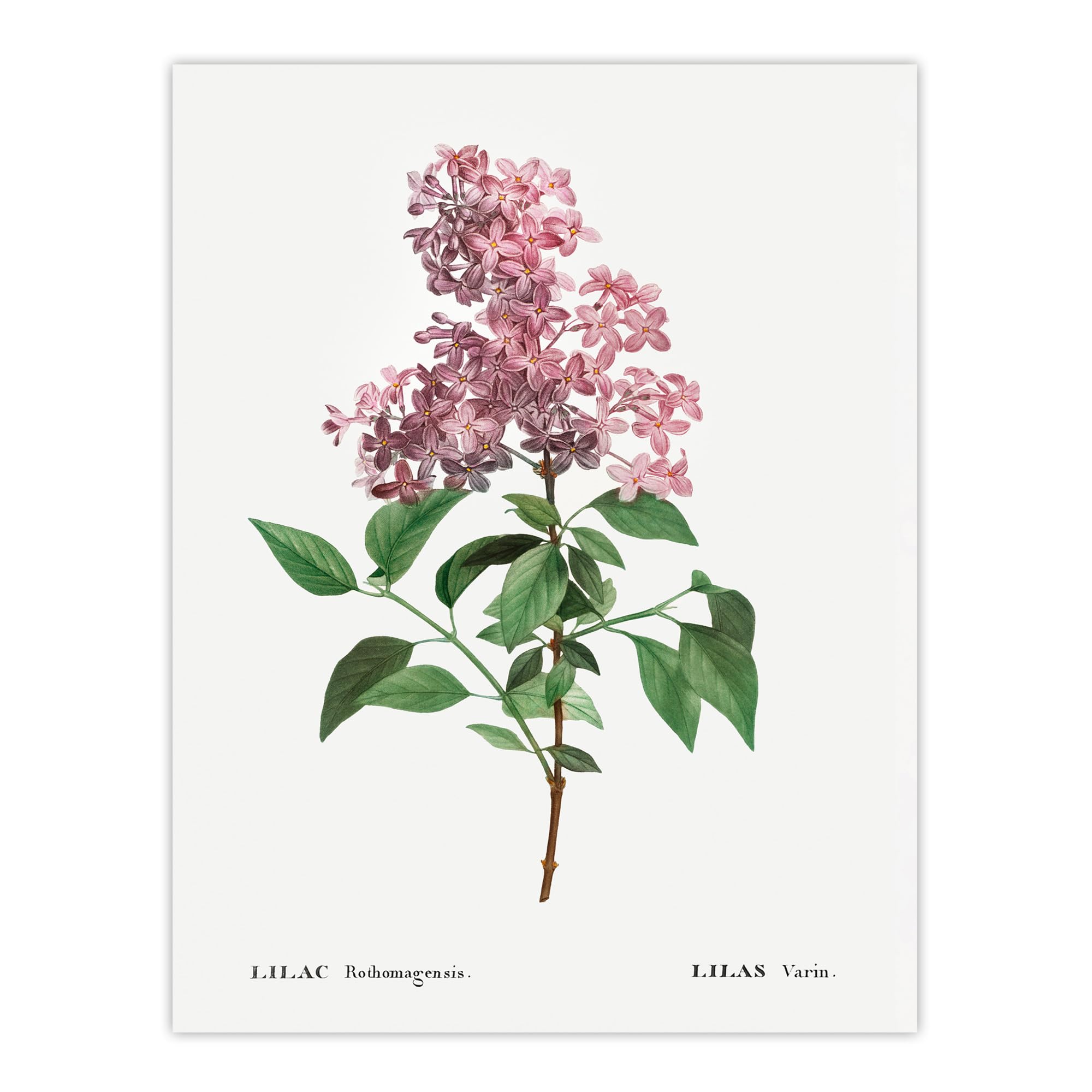 Artery8 Chinese Lilac Floral Unframed Wall Art Print Poster 12X16 Artwork By Redoute : Lilac Cluster Study Bringing Fragrance Inspired Charm To Gentle Living Room Space