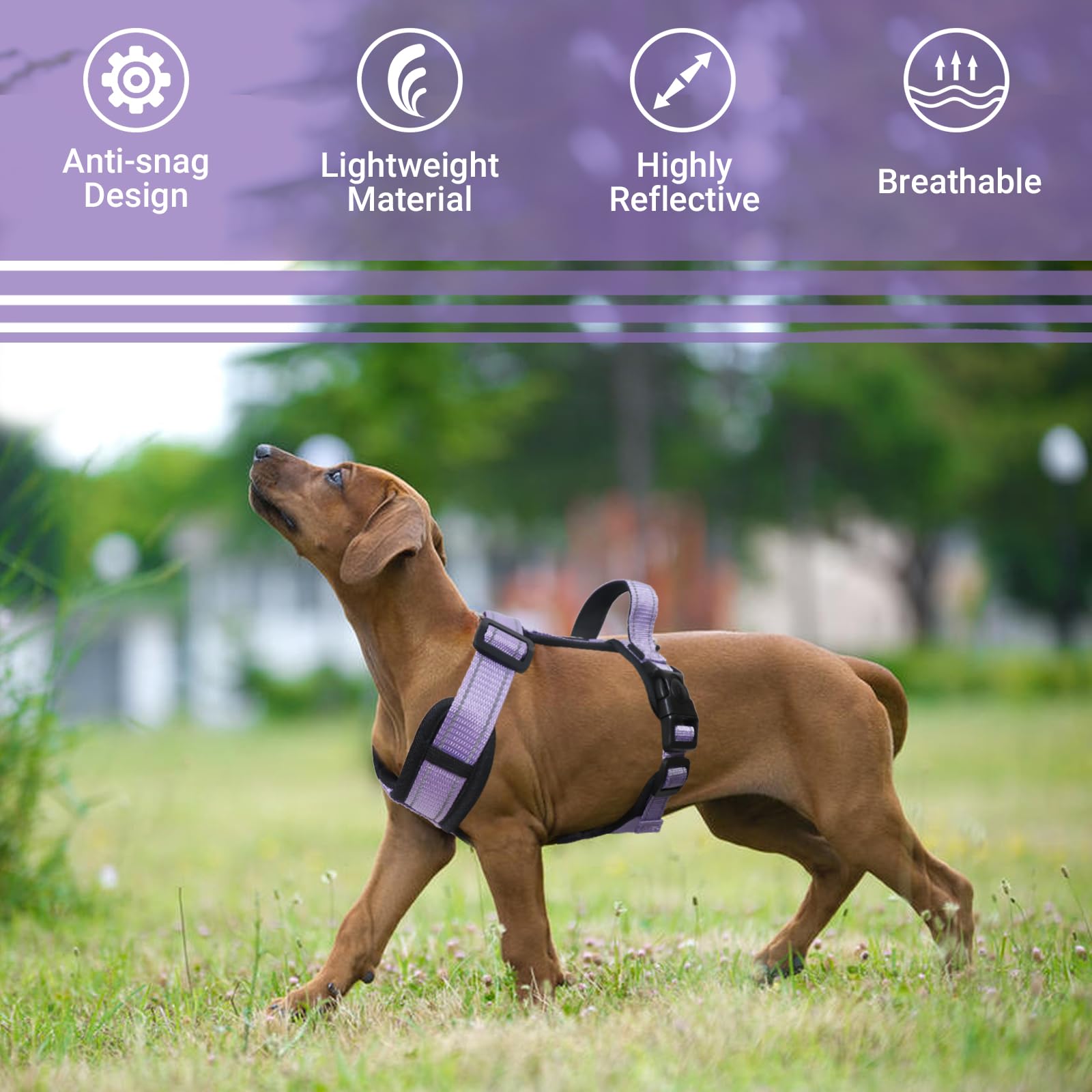 LiebeDD Pettorina Cane Taglia Grande - Pettorina H Cane - Pettorina Anti Tiro per Cani Imbracatura Riflettente Bulldog Francese Pettorina per Addestramento e Easy Walk, Viola, XL