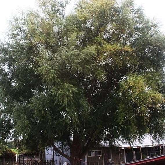 White Willow Tree Salix Alba