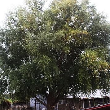 White Willow Tree Salix Alba