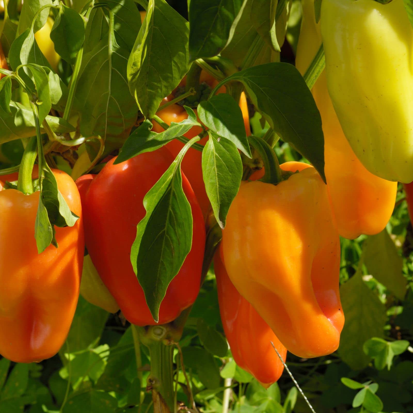 Clovers Garden Gypsy Sweet Pepper Plants