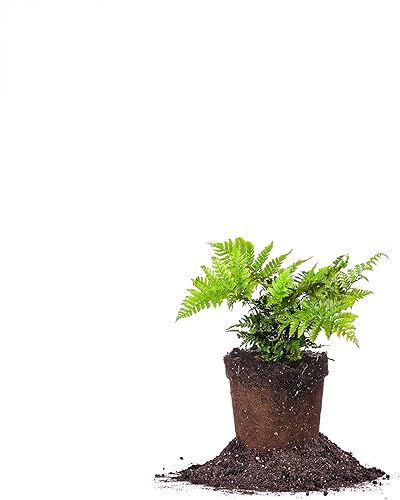 PERFECT PLANTS Planta viva de helecho otoñal, incluye guía de cuidado