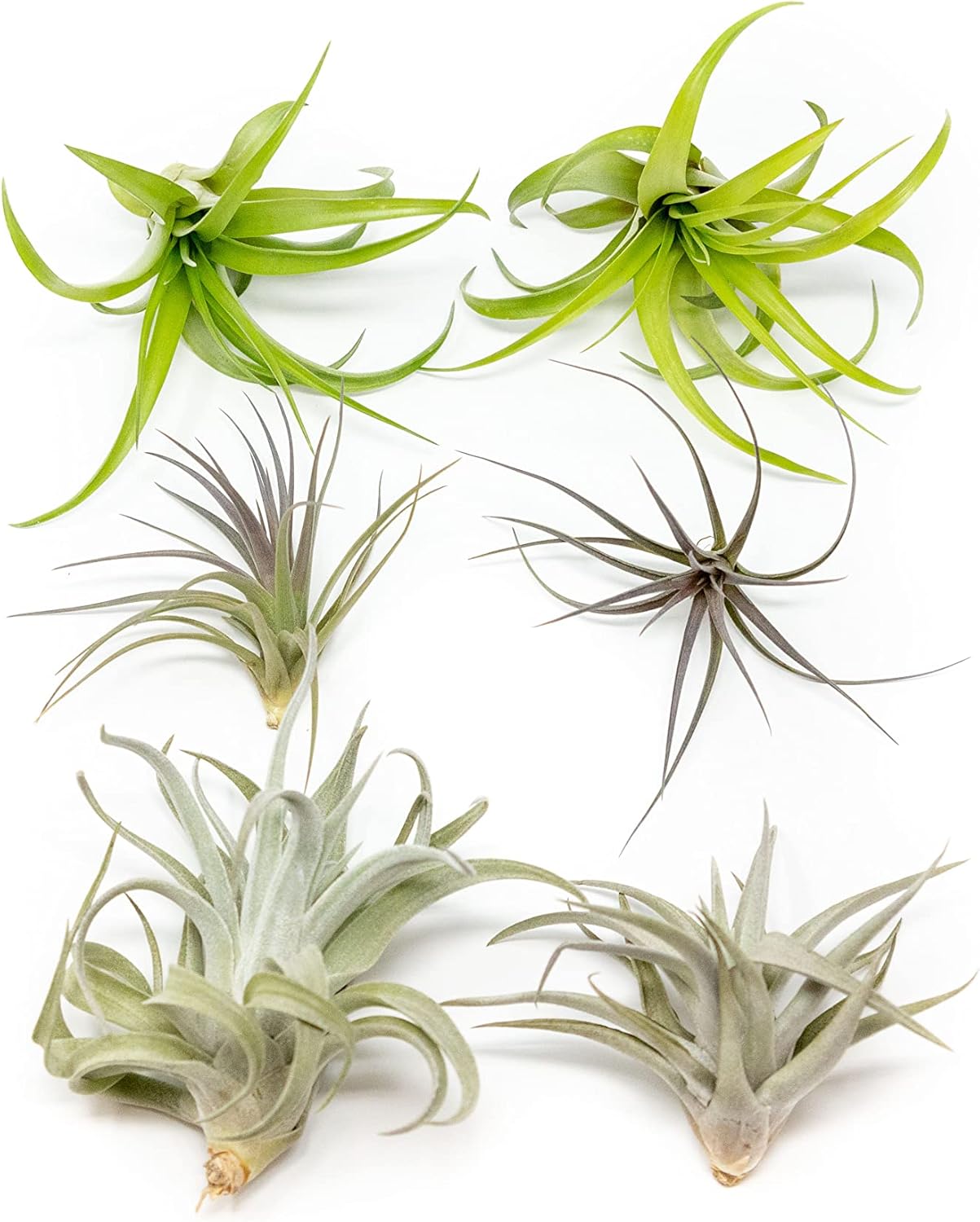 Air Plants The Inca Collection - Live Succulent House Plants - Available in Wholesale and Bulk - Home and Garden Decor - Easy Care Indoor/Outdoor Air Plant (Pack of 6)