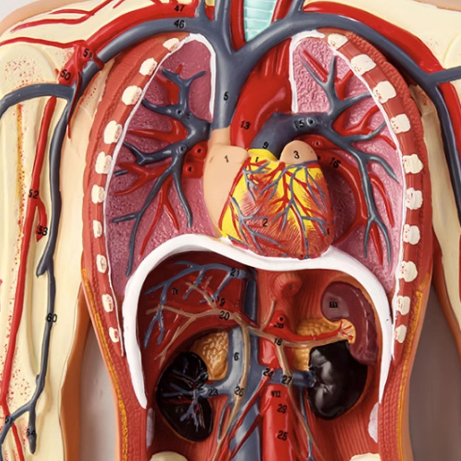 Model krążenia krwi człowieka trzewny serce narząd anatomia krwi model szpital szkoła pomoce dydaktyczne do medycznej edukacyjnej pomocy szkoleniowej model szkieletu model
