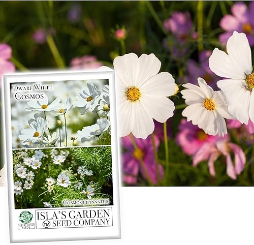 Semillas de flores cosmos "enanas blancas" para plantar, más de 100 semillas por paquete, semillas de jardín de Isla (semillas de jardín de Isla),