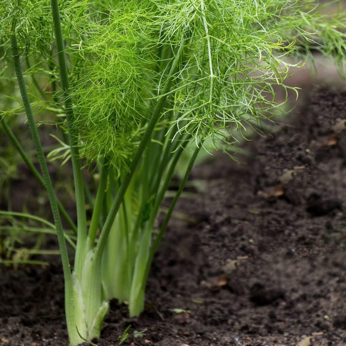 Amazon.com : Sweet Fennel Seeds, (25 Seeds) Sweet Fennel Also Called Common  Fennel can be Grown for its Leaves, Stems, Flowers, Seeds. Sweet Fennel is  Grown as an herb. Seeds to Grow