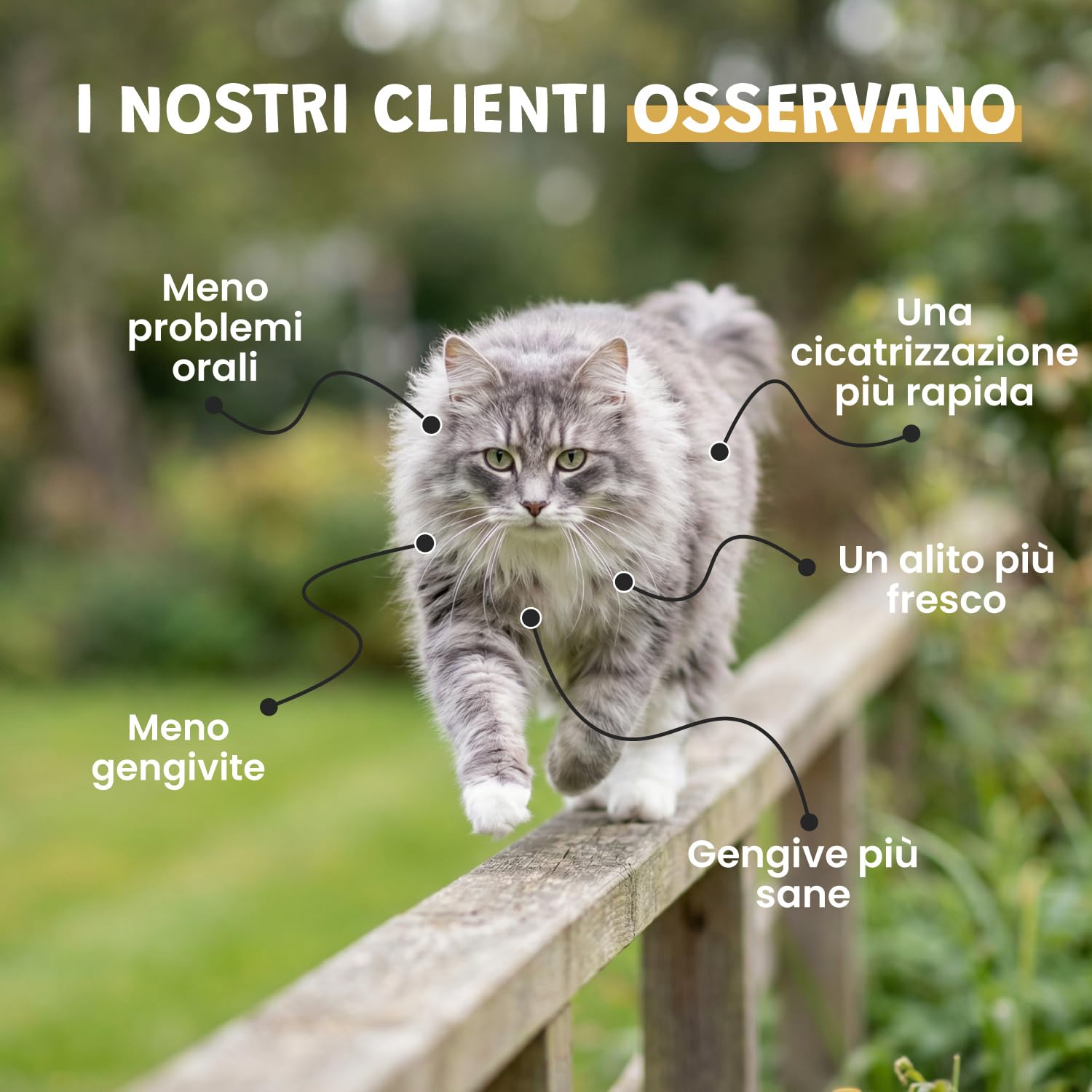 Spray Propoli Pura 100ml per Cani e Gatti | Igiene Orale, Placca & Alito Cattivo | Antibatterico & Antifungino Naturale | Senza Alcool | 3-4 Spruzzi 2-3x Settimana | Museau & Co