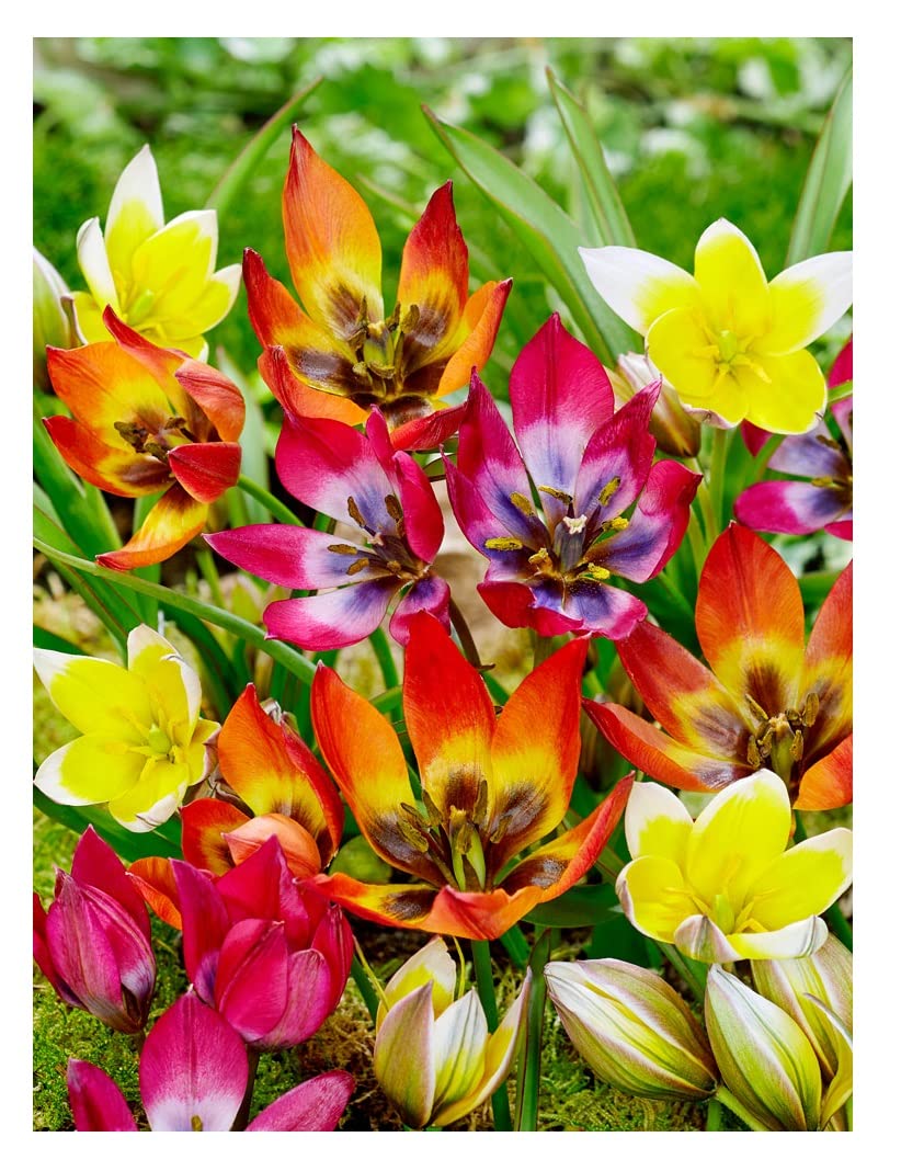 20 Dwarf Botanical Tulip Mix Bulbs Early Spring Flowering Rockery Garden