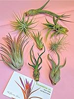 Vista 6 de 4 Live Air Plants, Hand Selected Assorted Variety of Species, Tropical Houseplants for Home Décor and DIY Terrariums (4-Pack)
