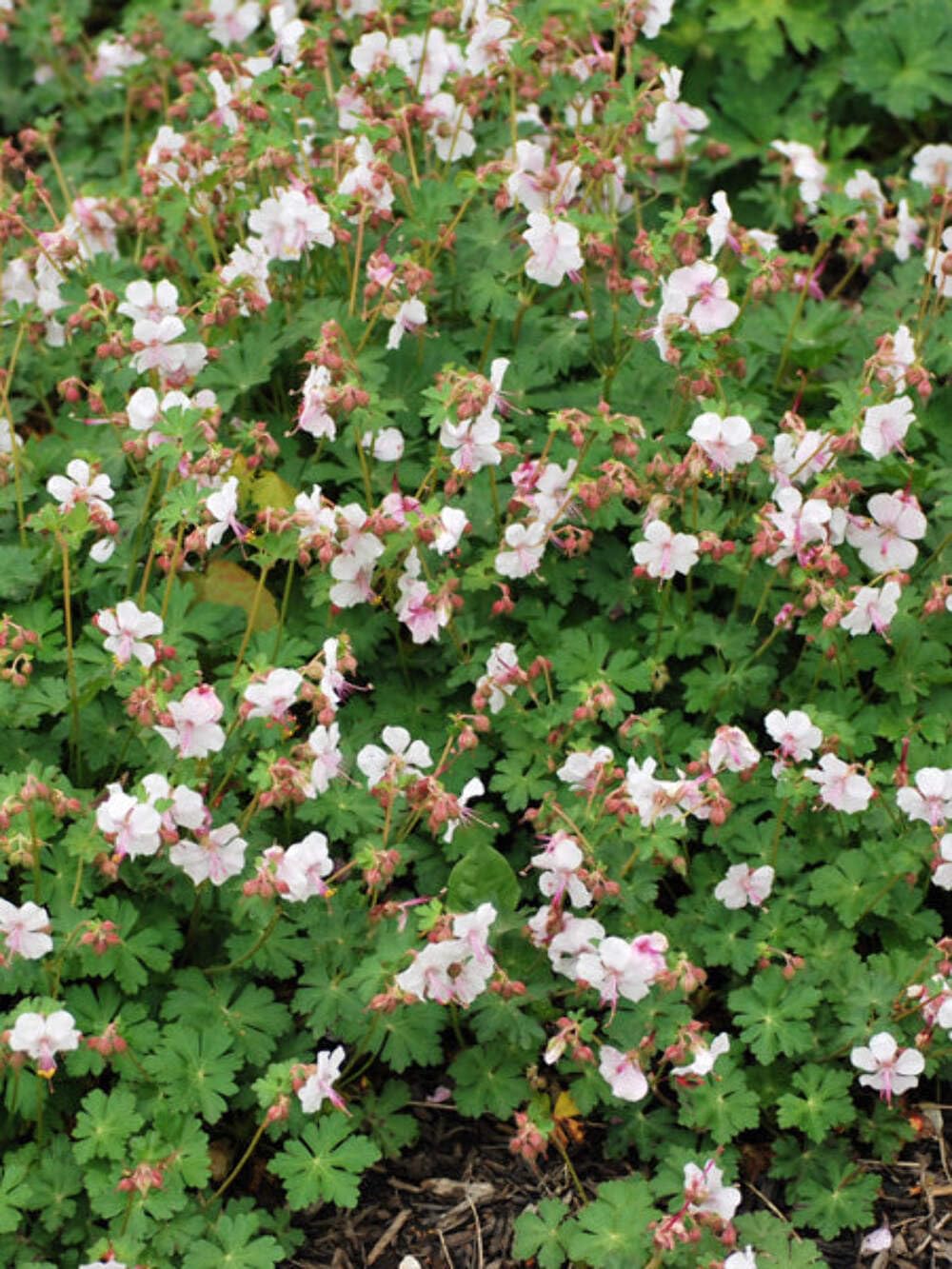 Perennial Farm Marketplace Biokovo Cranesbill