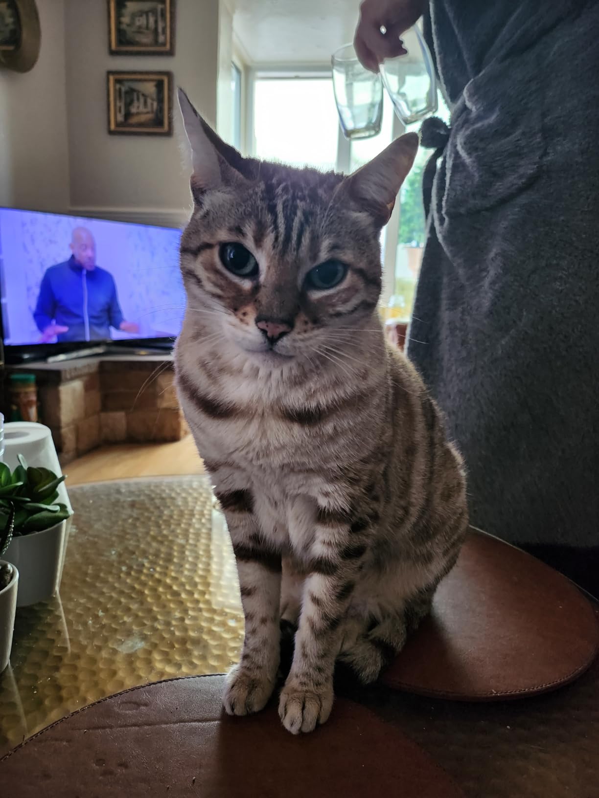 Vetzyme Veterinary Ear Drops for Dogs, Cats and Small Pets