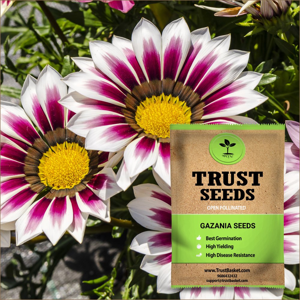TrustBasket Open Pollinated Gazania Flower Seeds (B07DCPY1NG) Amazon Price History, Amazon Price Tracker