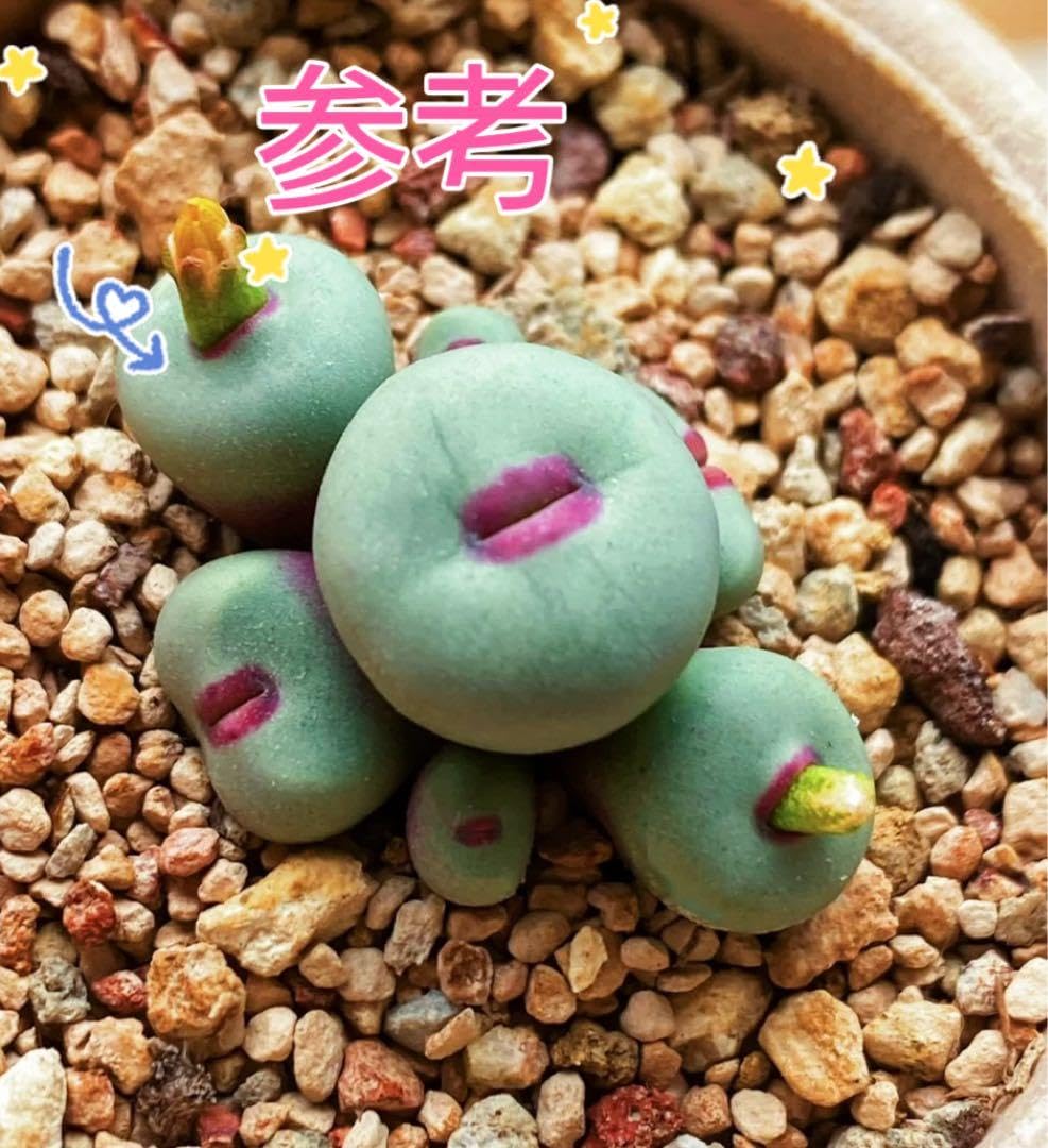 Amazon.co.jp: 多肉植物 種子激レアコノフィツム パゲアエTS427P 10粒