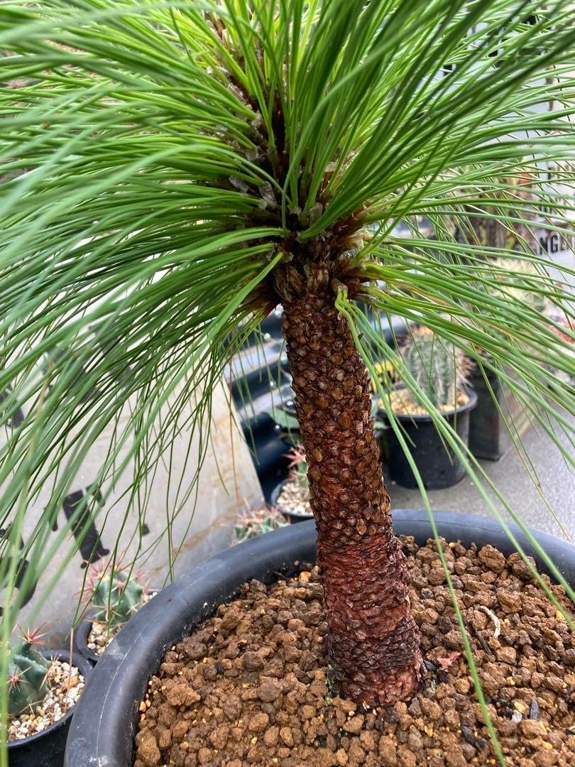 ダイオウショウ松◇南国ドライガーデン多肉サボテン　アガベ ヤシ　ユッカ　ソテツ ダイオウショウ松◇南国ドライガーデン多肉サボテン アガベ ヤシ