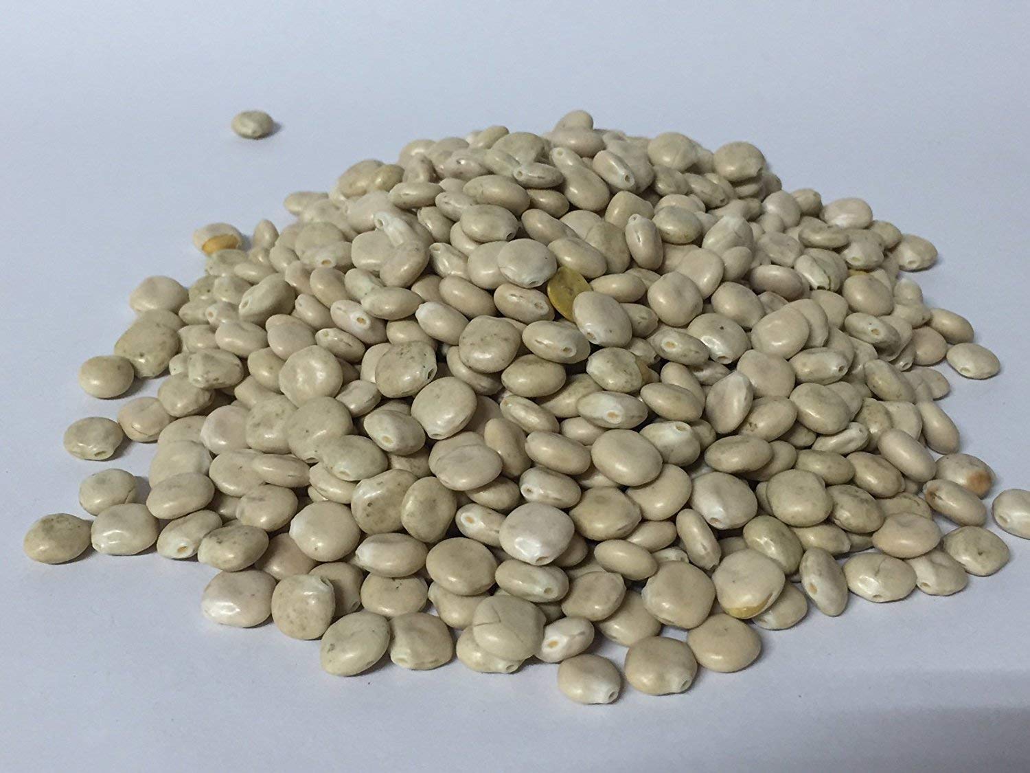 Bio Süßlupinensamen ganze Körner keimfähig naturbelassen roh Bäckerei Spiegelhauer (weiß Süßlupine 4 x 1 kg)
