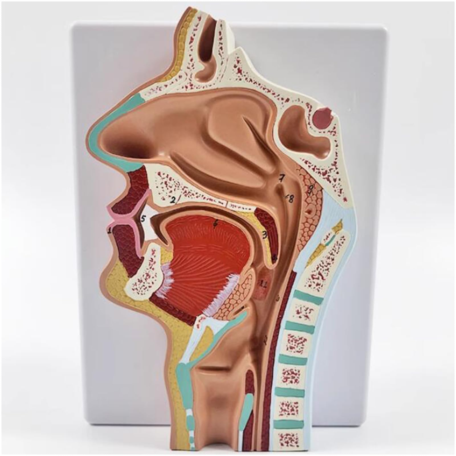 Nasal Cavity Anatomy Model China Medical Science Teaching Human Nasal