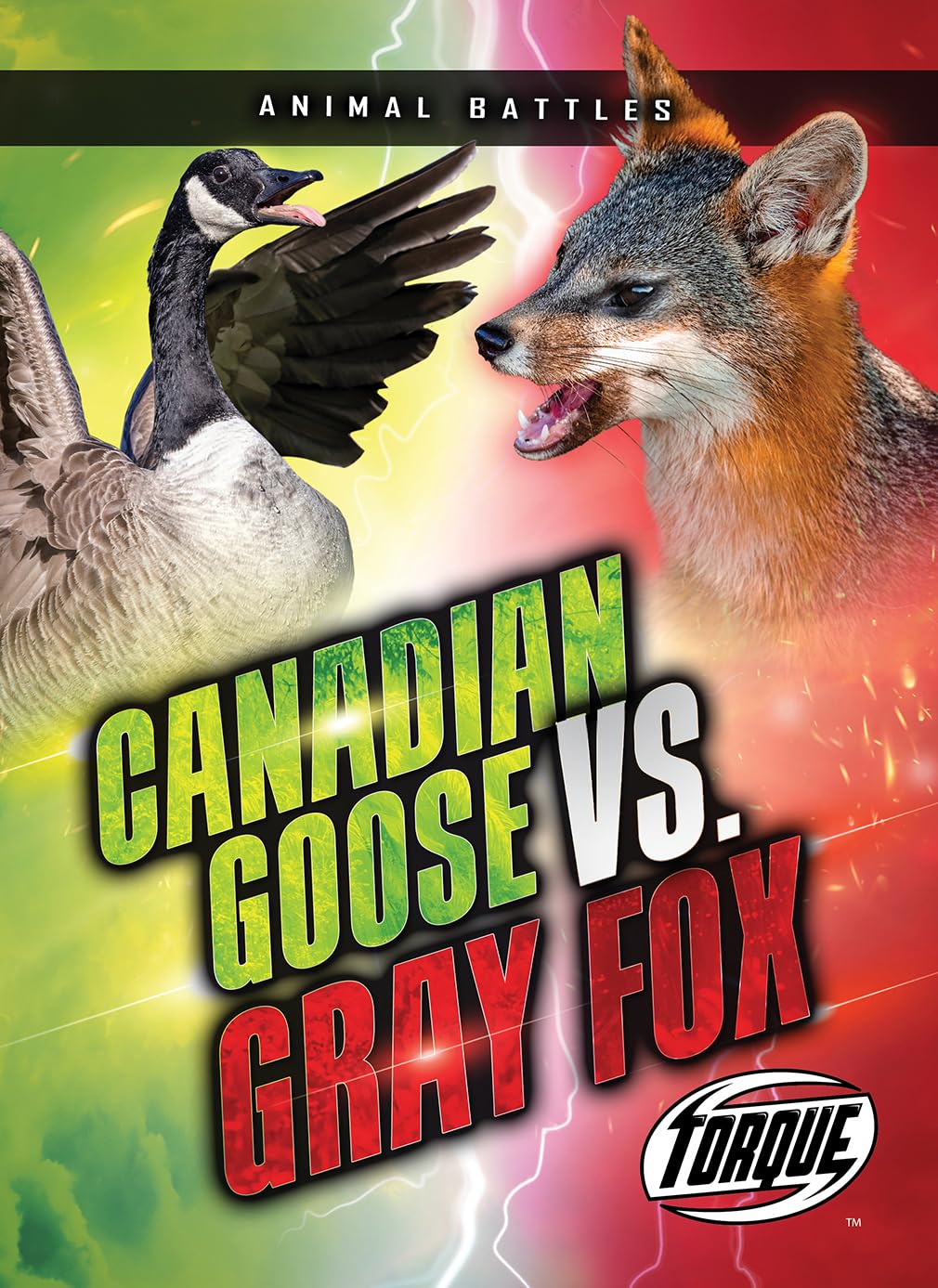 Canada Goose Vs. Gray Fox