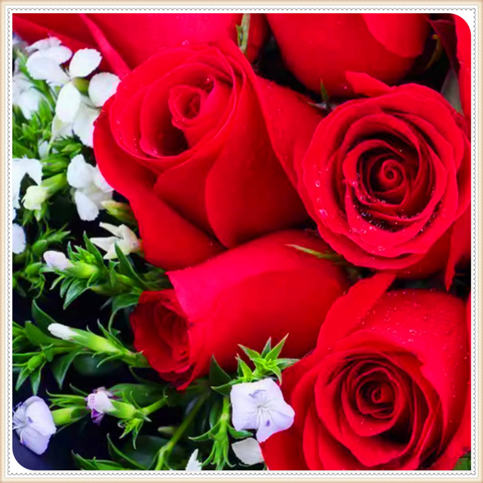 Perennial,Gorgeous Rose Bulbs, Hardy, Professional for Beautiful Garden Displays-4 Bulbs-E