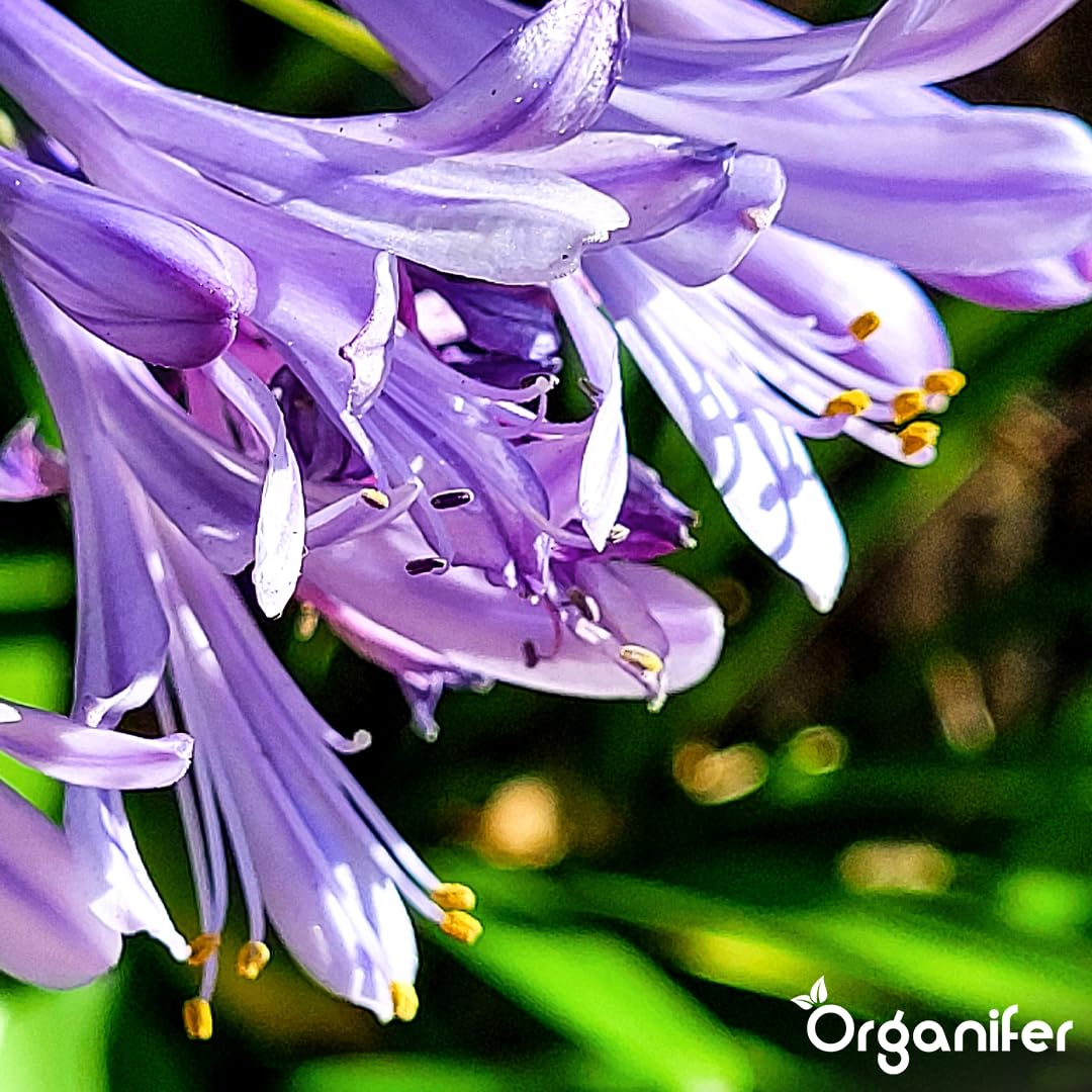 Agapanthus Płynny Nawóz - 3x1L - NPK 2-1-8 | Nawóz Płynny Do Obfitych Kwiatów I Zdrowych Liści - Wzmacnia Korzenie I Odporność - Organifer
