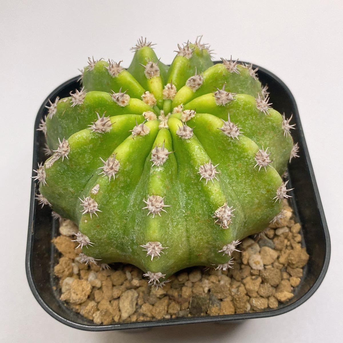 Amazon.co.jp: YELLOW SKIN！多肉植物 サボテン エキノプシス 短毛丸