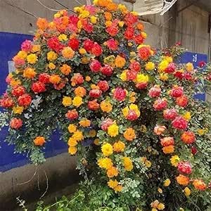 Amazon.com : Climbing Roses Live Plants, Rose Bushes Ready to Planting ...
