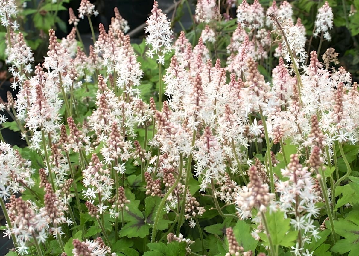 Stauden Gänge 10 x Tiarella wherryi Schaumblüte winterhart