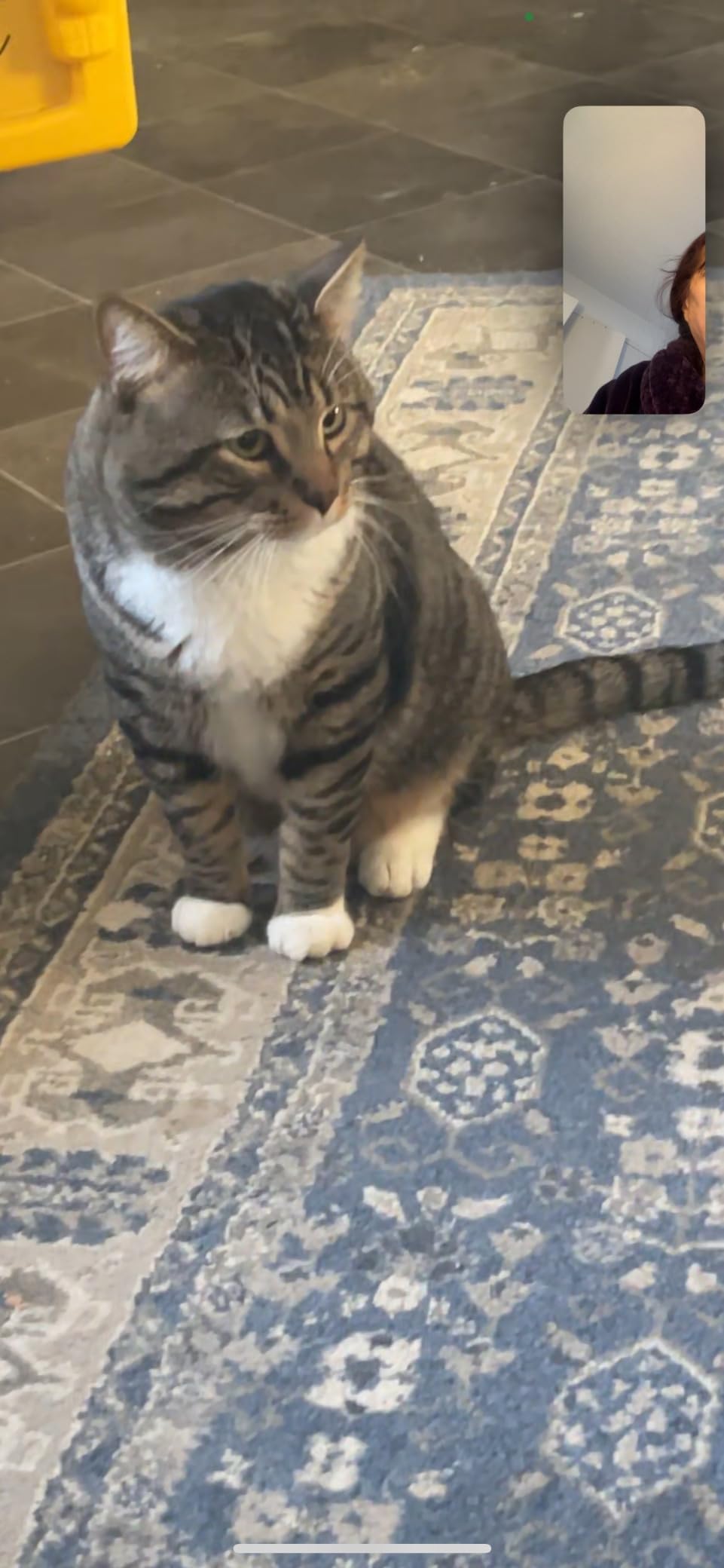 Fresh Step Clumping Cat Litter, Multi-Cat, Long Lasting Odor Control Kitty Litter with Activated Charcoal, Low Dust Formula, 14 lb photo review