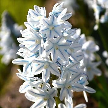 Votaniki Puschkinia libanotica Striped Squill Bulbs