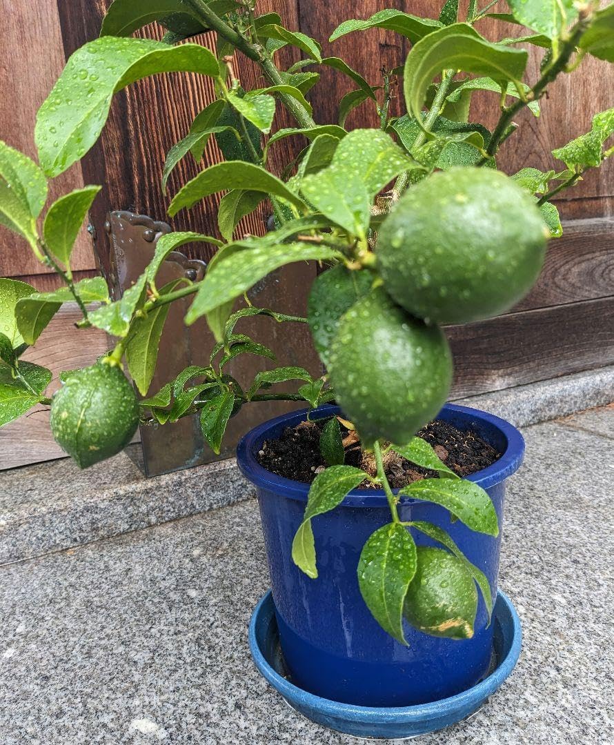 マイヤーレモン苗木沢山の実付きお家でもぎたてレモン3年生ƪ マイヤー