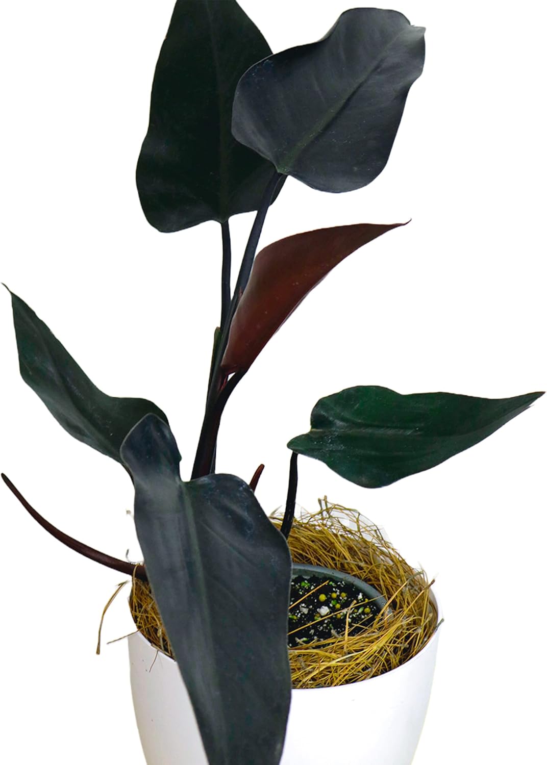 LEAL PLANTS ECUADOR Philodendron Majesty| Philodendron Exotic Houseplant for Living Room| Live Indoor Plants| Philodendron Live plant| philodendron pink princess live plant
