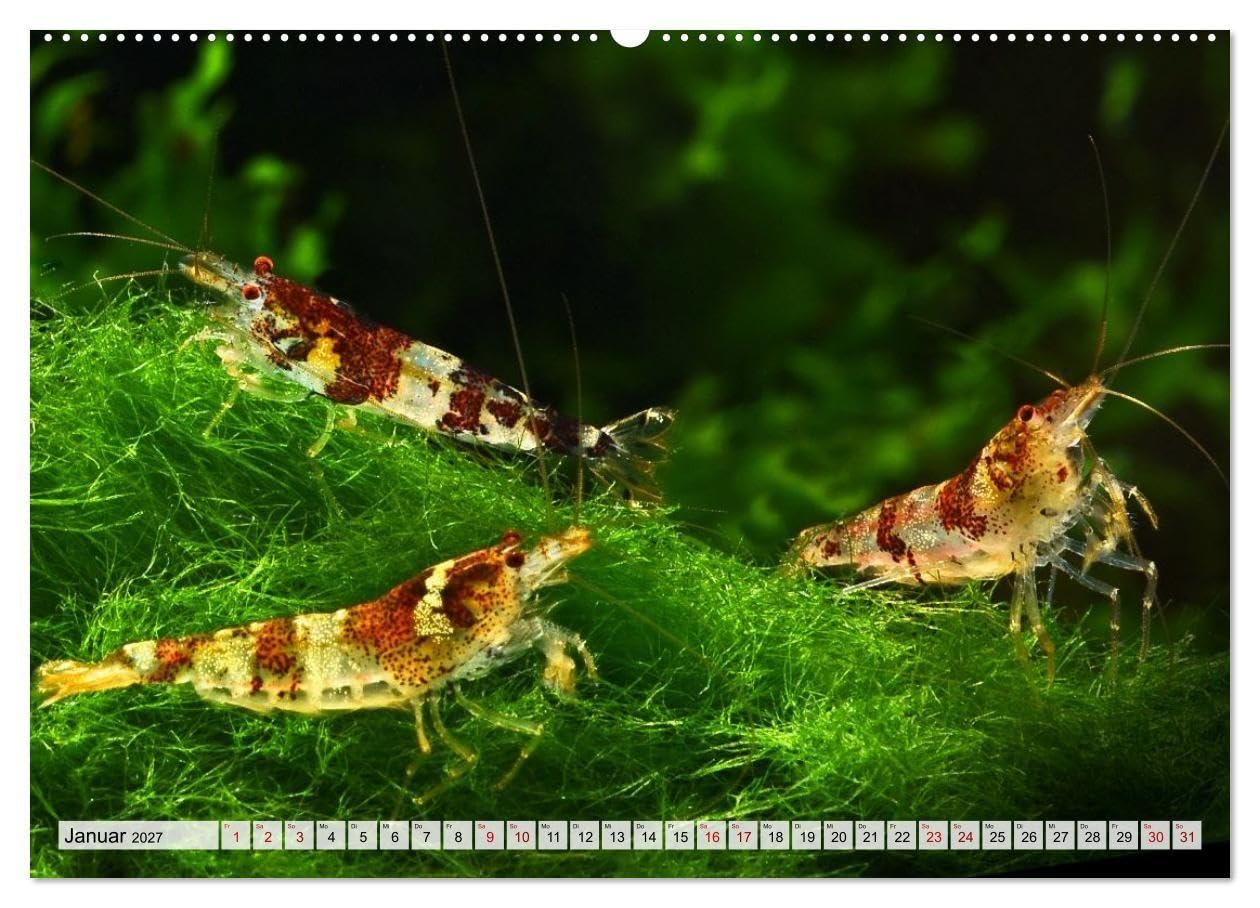Dwarf Shrimps - Zwerggarnelen (Wandkalender 2027 DIN A2 quer), CALVENDO Monatskalender: Kleine Garnelen in Zucht- und Wildform (CALVENDO Tiere)