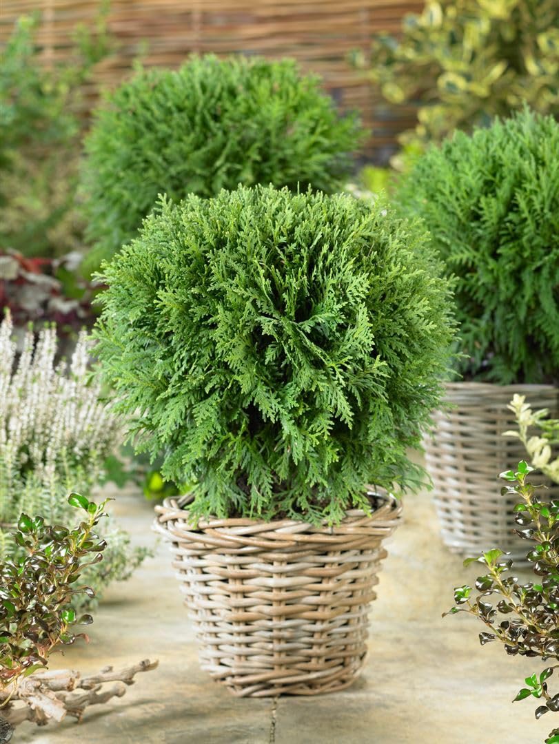 Thuja occidentalis 'Mecki' 1520 cm  Winterhart, Immergrn, Pflegeleicht   Lebensbaum  Heckenpflanze fr Garten & Sichtschutz : Amazon.de: Garten