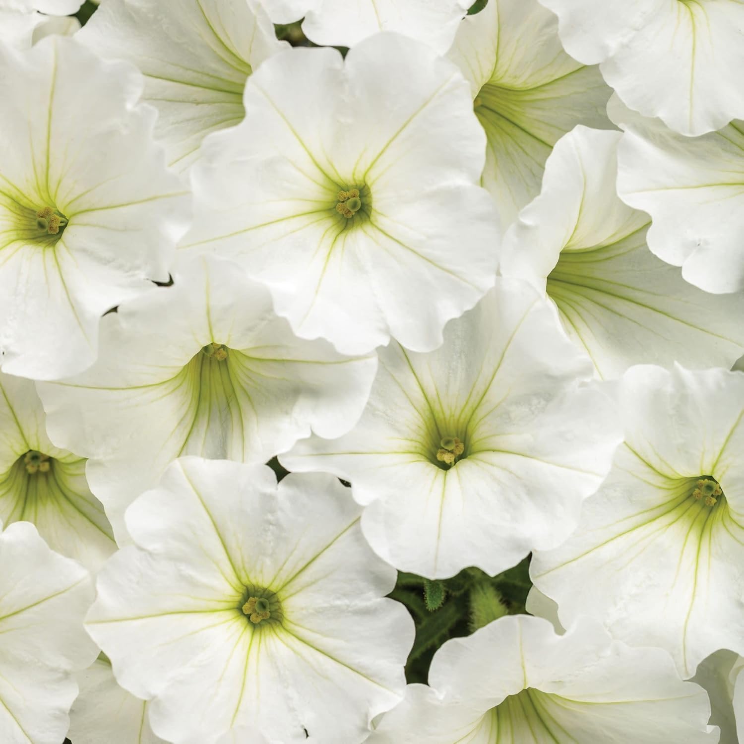 Proven Winners Supertunia Vista Snowdrift Petunia Live Plant, Eco+ Grande, 4 Pack
