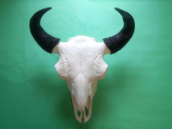 セール開催中 本物 バッファロースカル 牛頭蓋骨 おしゃれ人気 Tniglobal Org セール開催中 本物 バッファロースカル 牛頭蓋骨 おしゃれ人気 Tniglobal Org