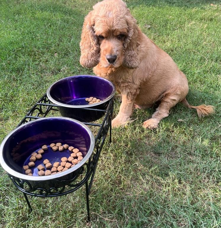 Dog Bowl for Food & Water 10 inch Height for Beagle, Indies, Pomeranian Spitz, Cocker Spaniel, Collie. Raised Double Feeding Stand 2 Bowls Spill Proof of 1900 ml Each, Elevated Feeder, Steel Metal (B0CLKLJBKX) Amazon Price History, Amazon Price Tracker