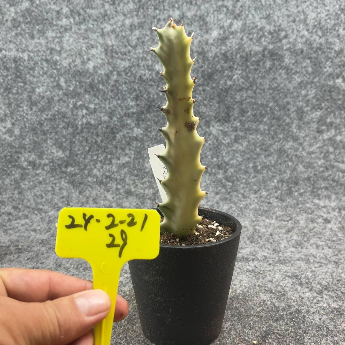 Amazon.co.jp: 鉢ごと発送ユーフォルビアホワイトゴースト Euphorbia 