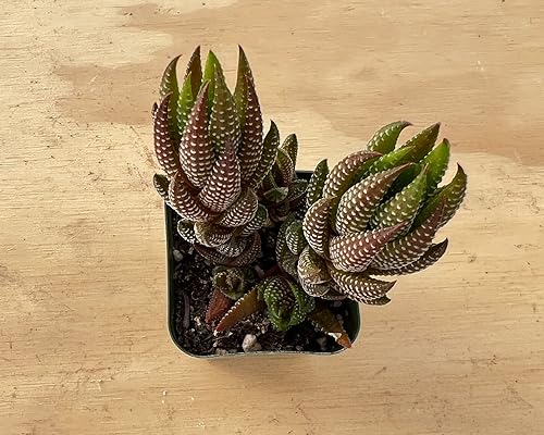 Miniatura 8 de Sprout N Green Haworthia Collection, 3 plantas suculentas vivas totalmente enraizadas en maceta de inicio de 2 pulgadas, decoración de boda en