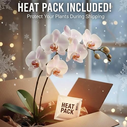 Miniatura 5 de BLOOMIFY Terrario de orquídeas en miniatura en miniatura - Cuidado cero - Tarro de 4 pulgadas de alto - Planta Psygmorchis pusilla