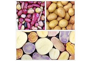 Potato Multicolor Mix - 100 True Seeds Not Root - Grow Your Own Potato