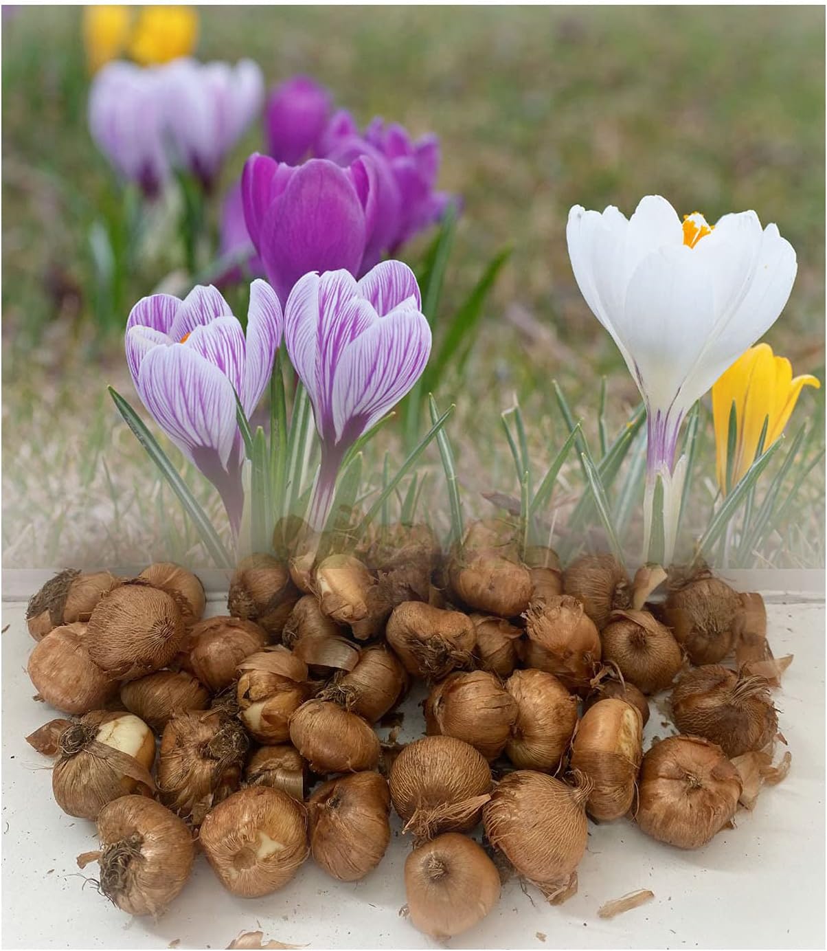 50 Mixed Crocus (Vernus) Bulbs Large Flowering Blooms Hardy Spring Garden Perennial