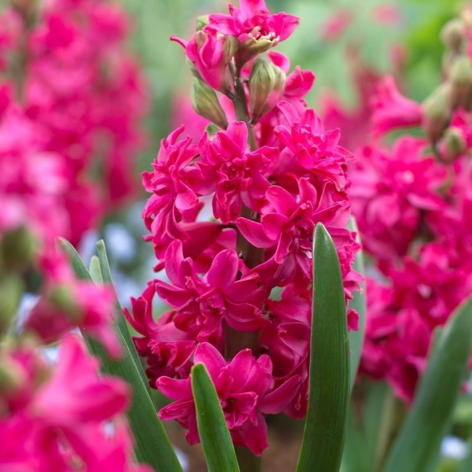 Tuberose Bulbs for Sale,Wedding Flowers,Tuberose Flower Plant,Iridescent,Gardening Treasures,Good for Containers,Cut Flowers,Tuberose Plant Live,Professional Planting.-4Bulbs-B