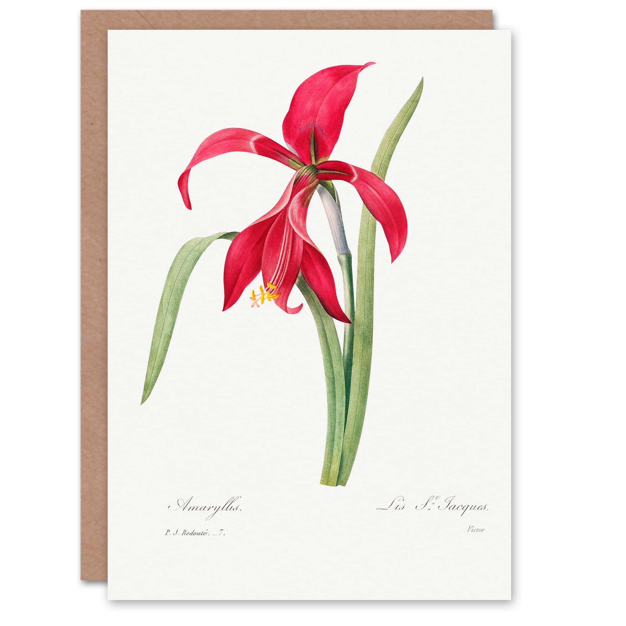Artery8 Pierre-Joseph Redouté Art Card Amaryllis Flower Vintage Floral