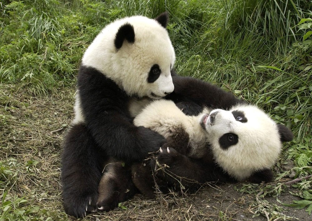 Amazon.co.jp: 絵画風 壁紙ポスター キャラクロ: パンダ