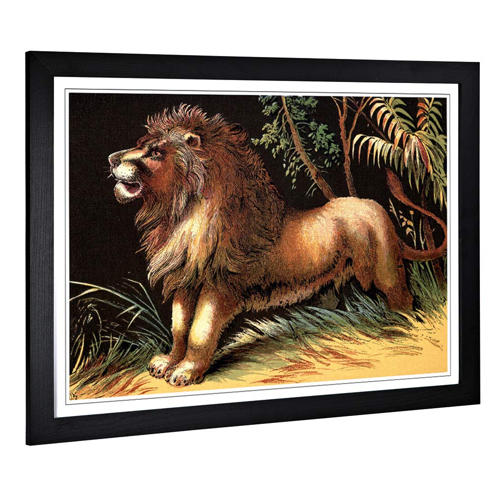 Big Box Art Framed Print of Vintage 1880 Male Lion Design | Wall Art Picture | Home Decor for Kitchen, Living Room, Bedroom, Hallway, Black, A2 / 24.5x18 Inch / 62x45cm
