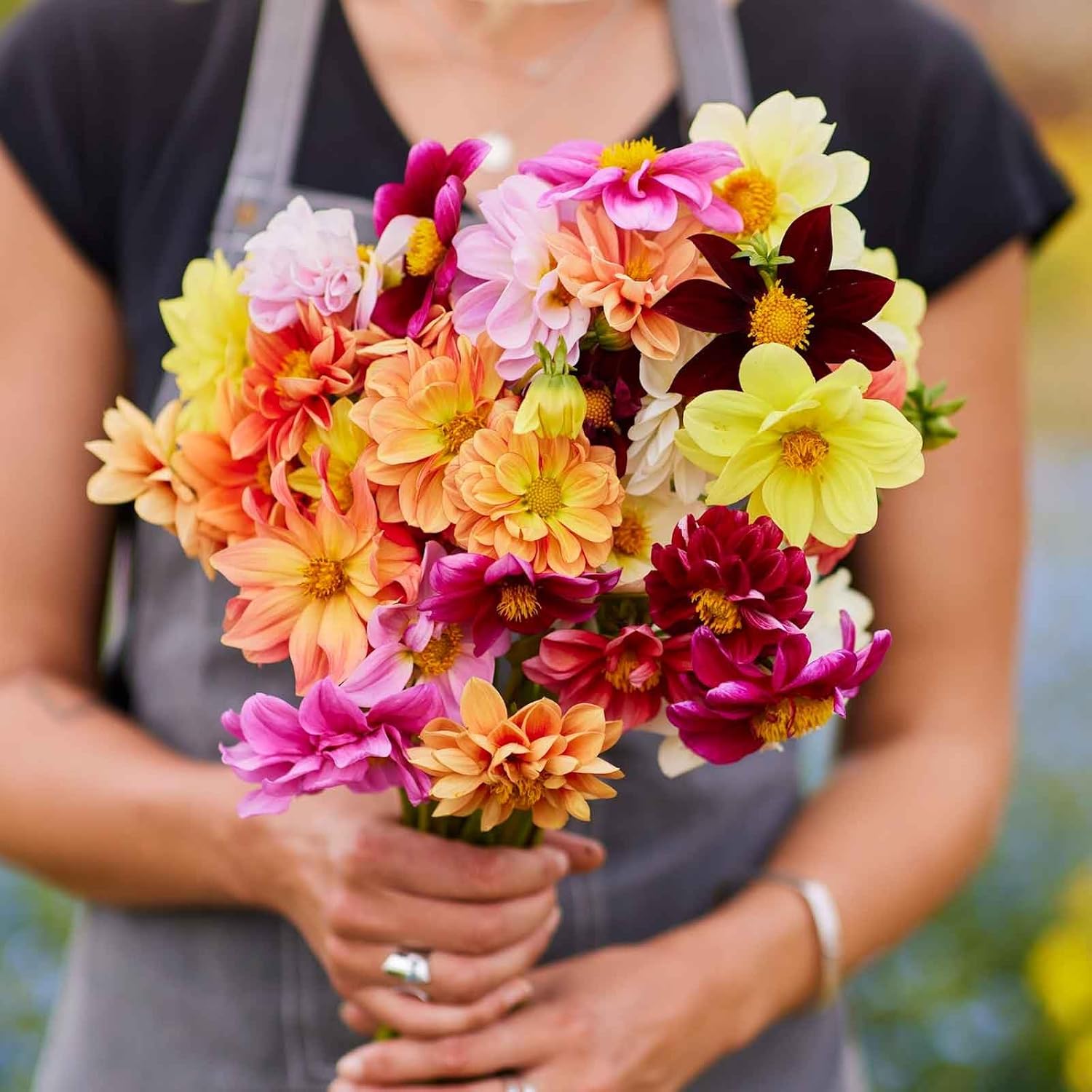 Eden Brothers Dahlia Seeds - Mixed Mignon