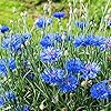 3200+ Mix Cornflower Seeds for Planting-Non-GMO Heirloom Plant Seeds Garden Outdoor #4