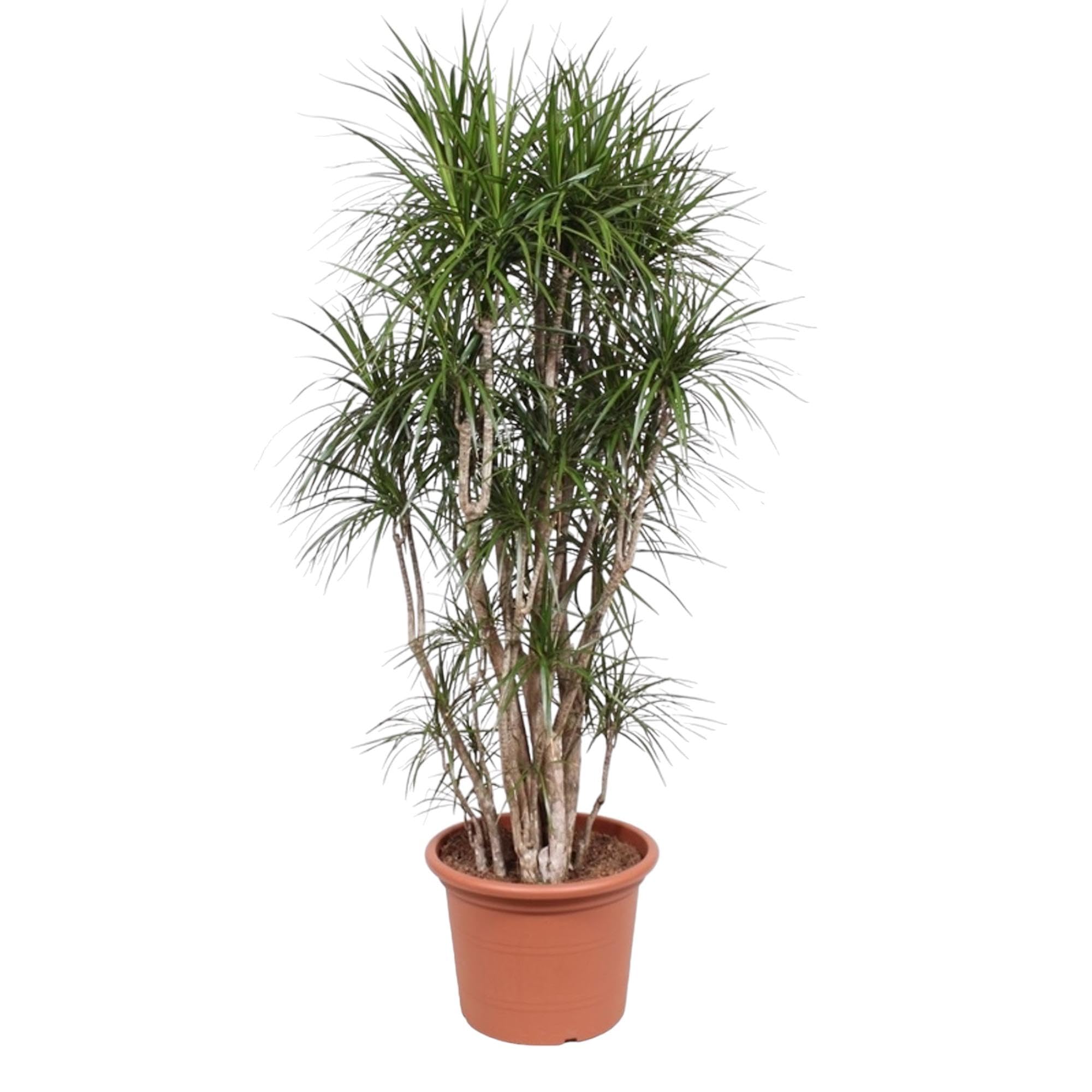 Dracaena Marginata ramifié 210 cm pour meubler un grand coin vide en pot Ø50