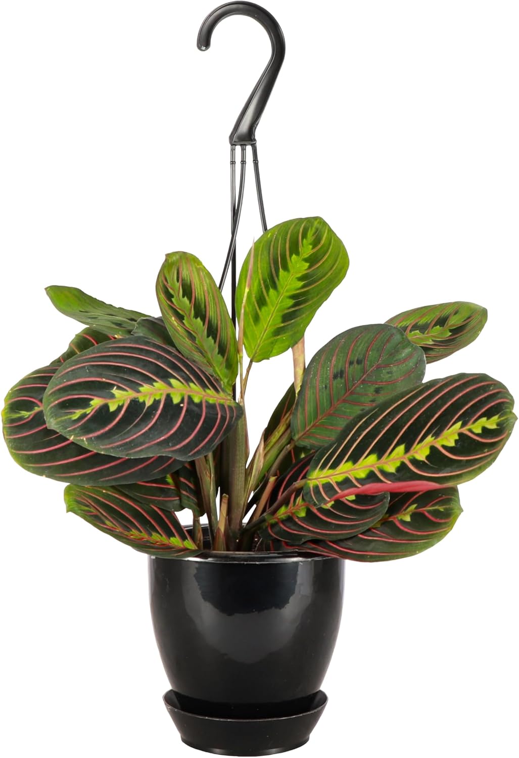 Thorsen's Greenhouse Red Prayer Plant, Live Indoor Plant, Pet Friendly, Popular Houseplant, Red Maranta, Easy to Grow, 4" Diameter Pot (Black - Hanging)