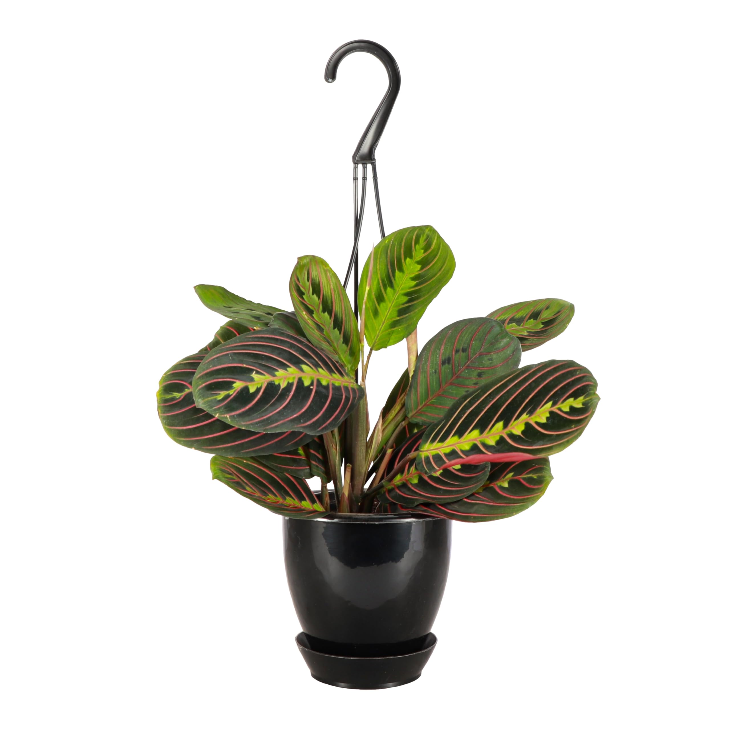 Thorsen's Greenhouse Red Prayer Plant Hanging