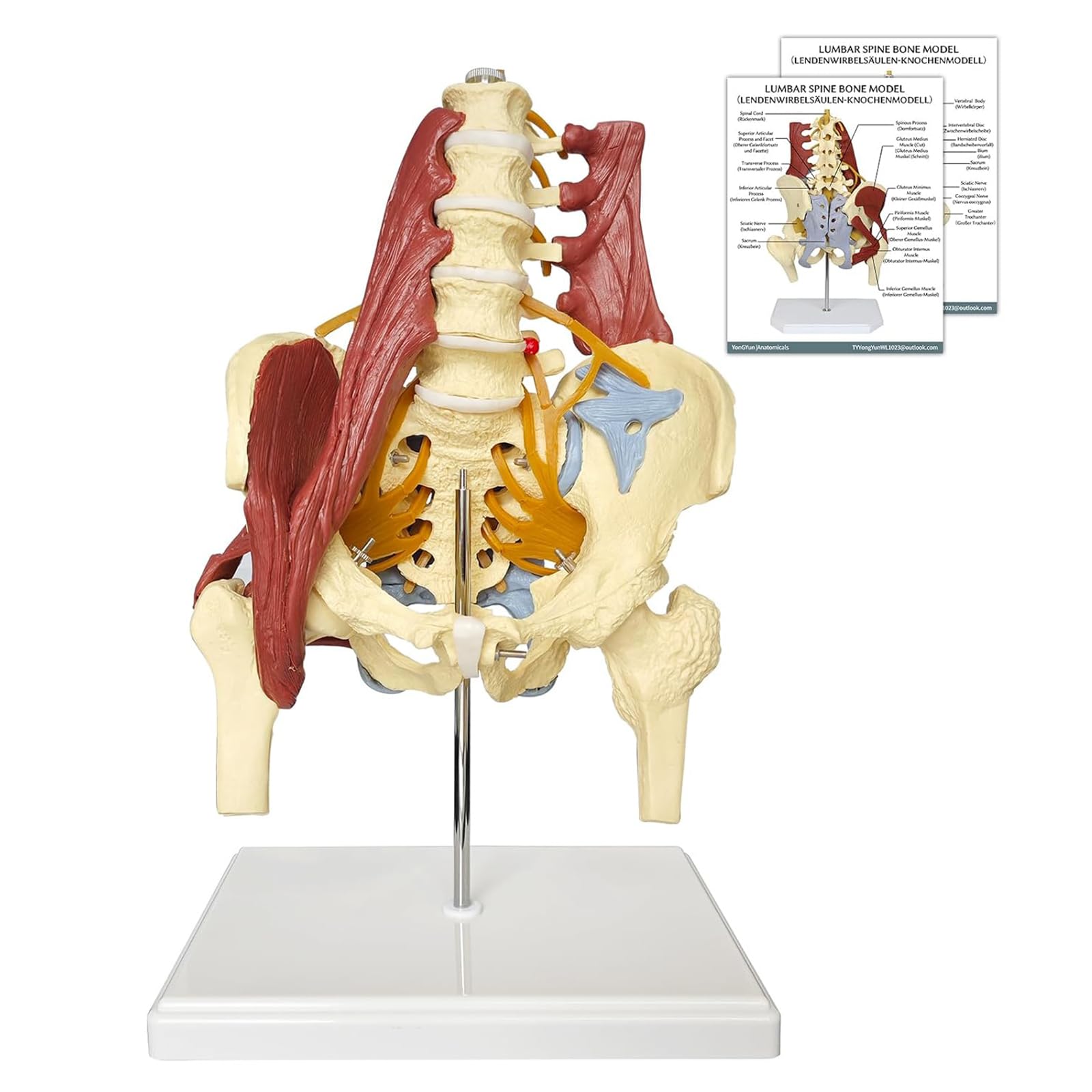 Modelo pélvico Con Columna Lumbar y Músculos Nervios, De tamaño real Modelo De Pelvis Femenina Anatomía Modelo de Anatomía para la Ciencia, Enseñanza, Médicos